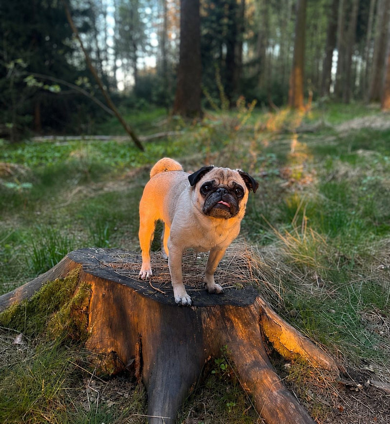 kleine Hunde