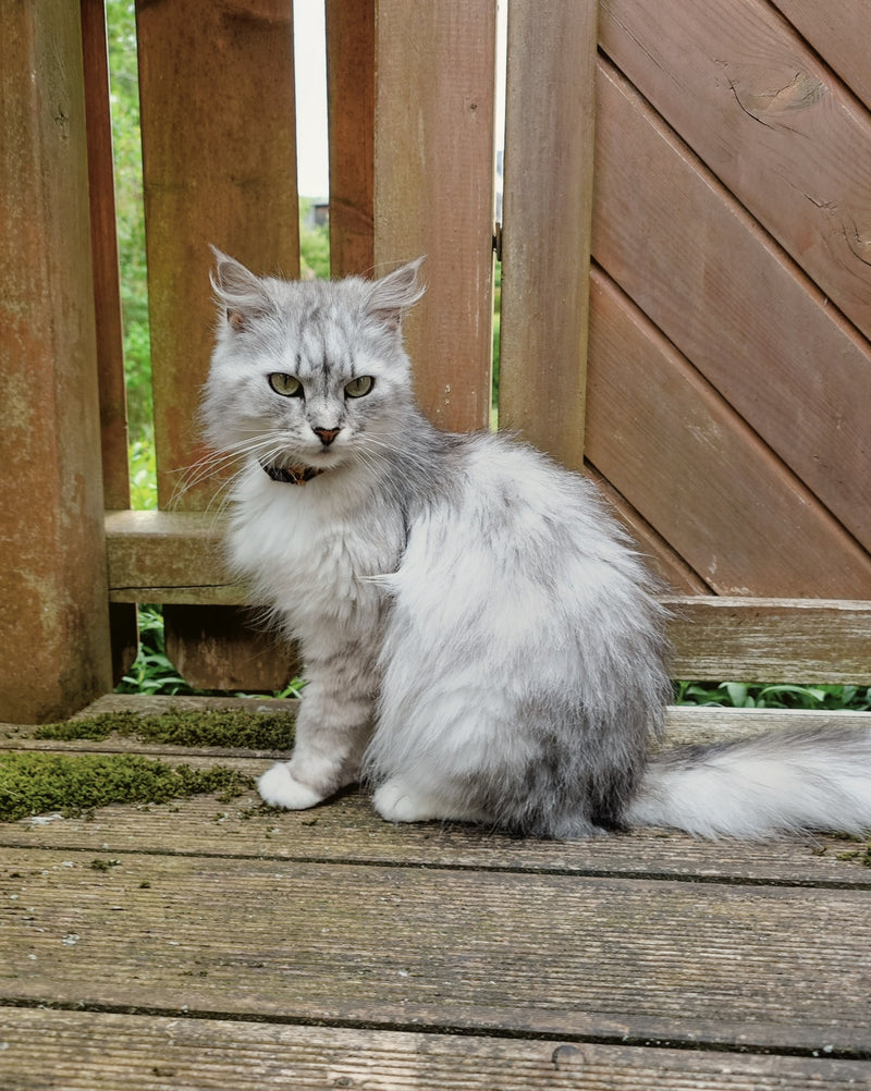 Katzen