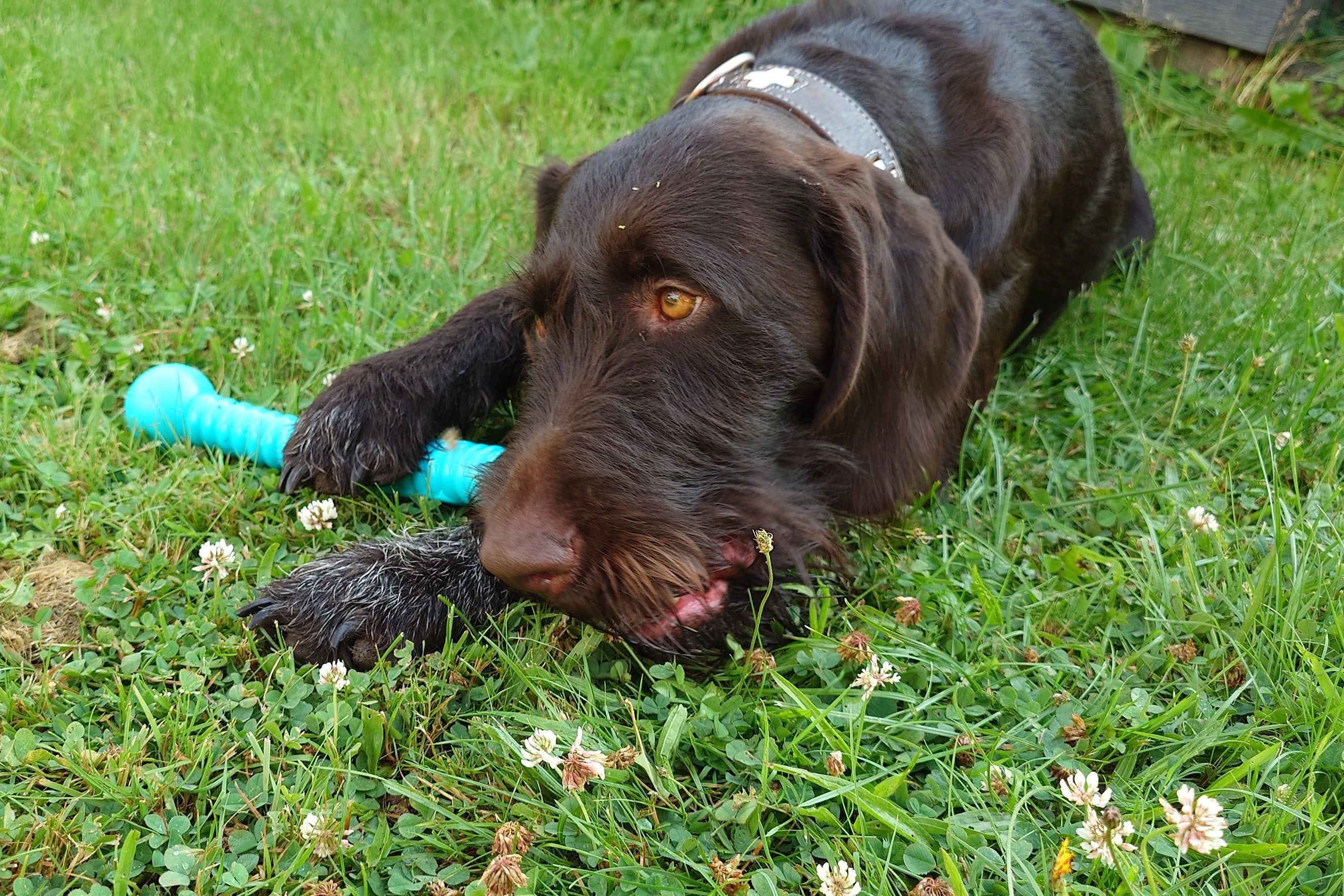 Dogsticks M
