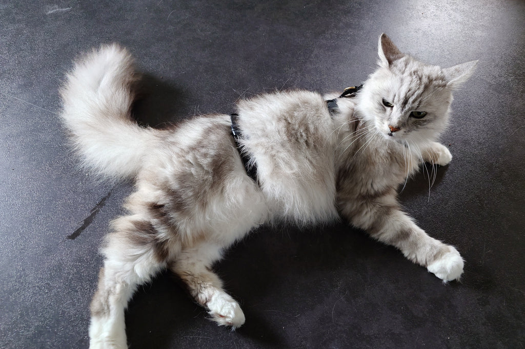 Sicherheitsgeschirr nach für Hund und Katze Maß