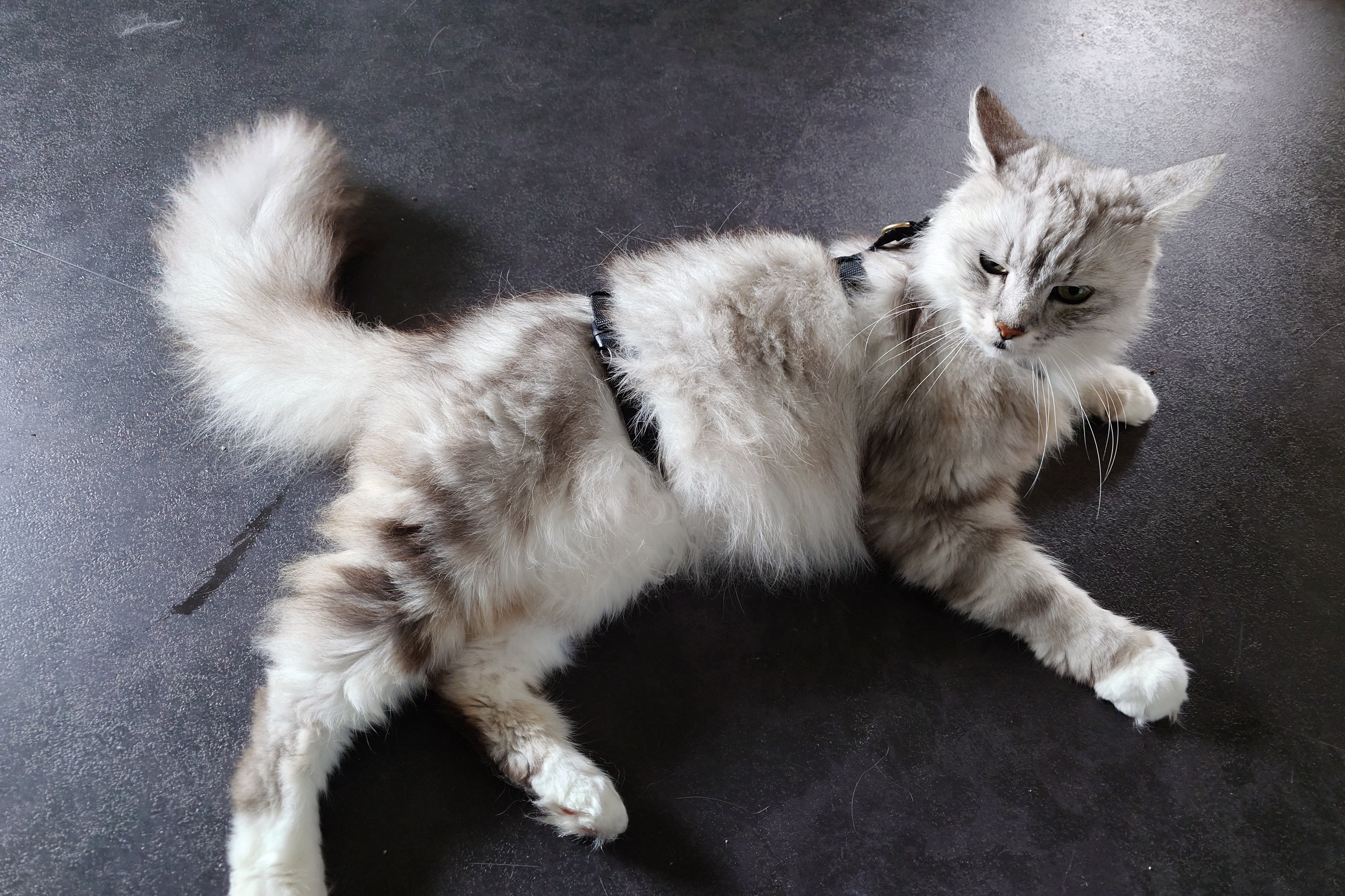 Sicherheitsgeschirr nach für Hund und Katze Maß