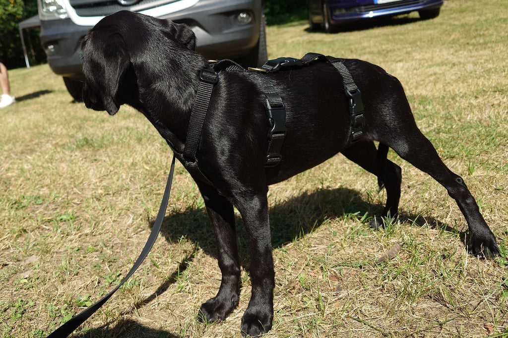 Sicherheitsgeschirr nach für Hund und Katze Maß
