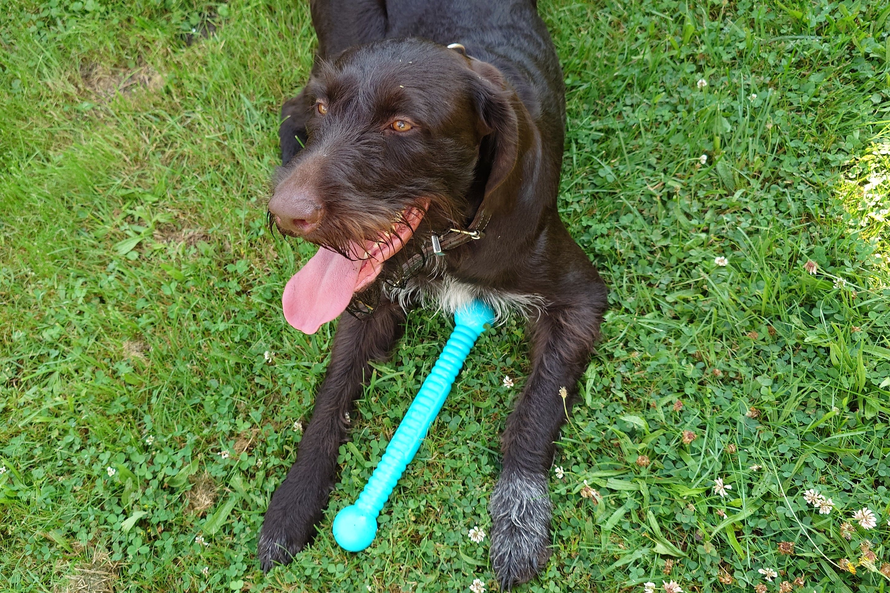 Dogsticks M