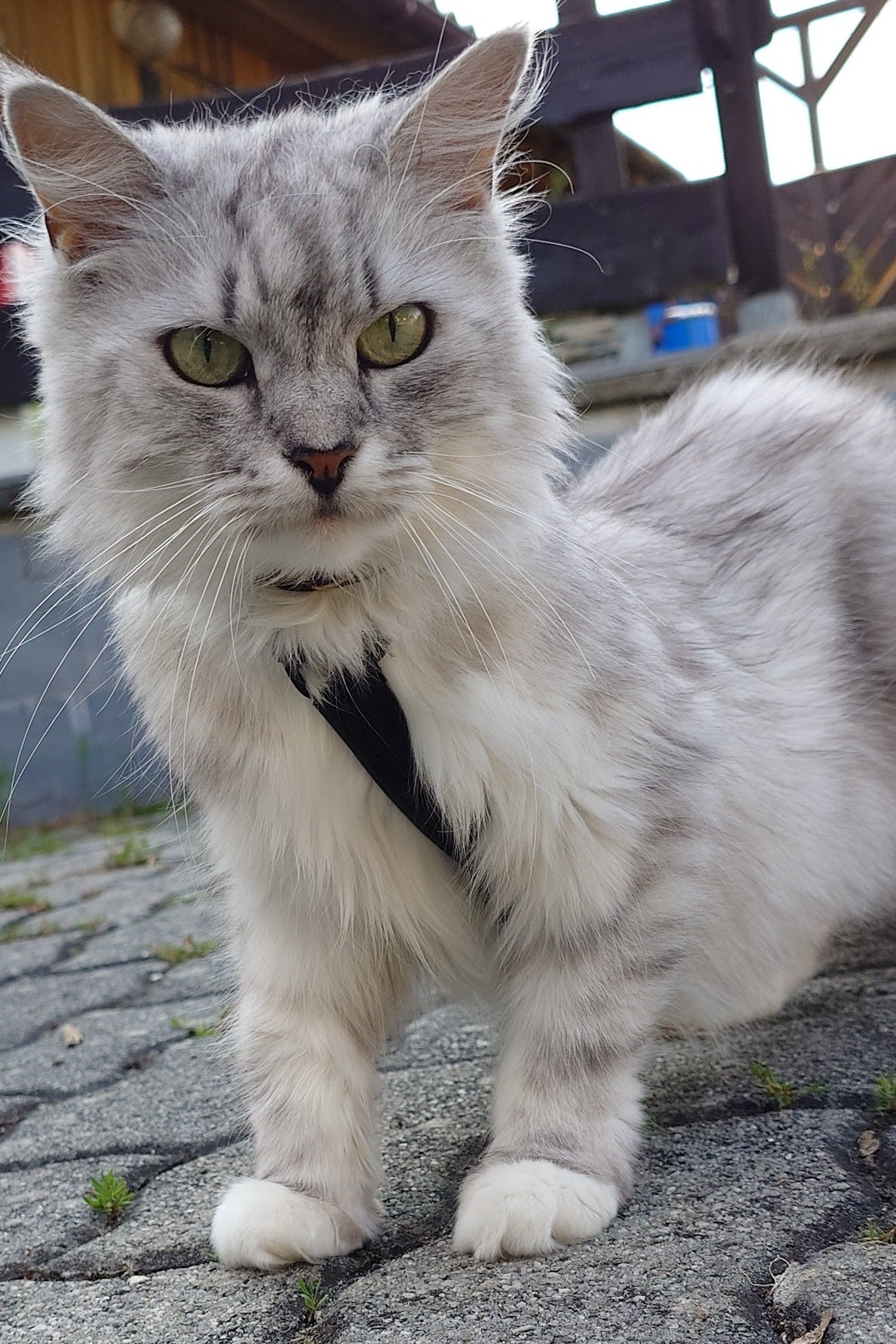 Y-Geschirr "Aktive" für kleine Hunde und Katzen nach Maß