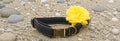 Steckschnallenhalsband Hund  1,6cm Breit + Personalisierung