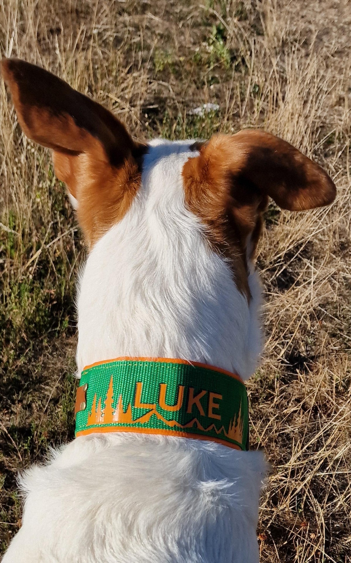 Hundehalsband mit Zugstopp "Comfort"