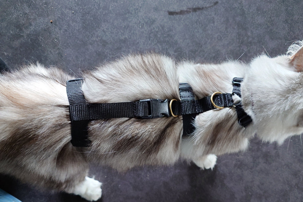 Sicherheitsgeschirr nach für Hund und Katze Maß