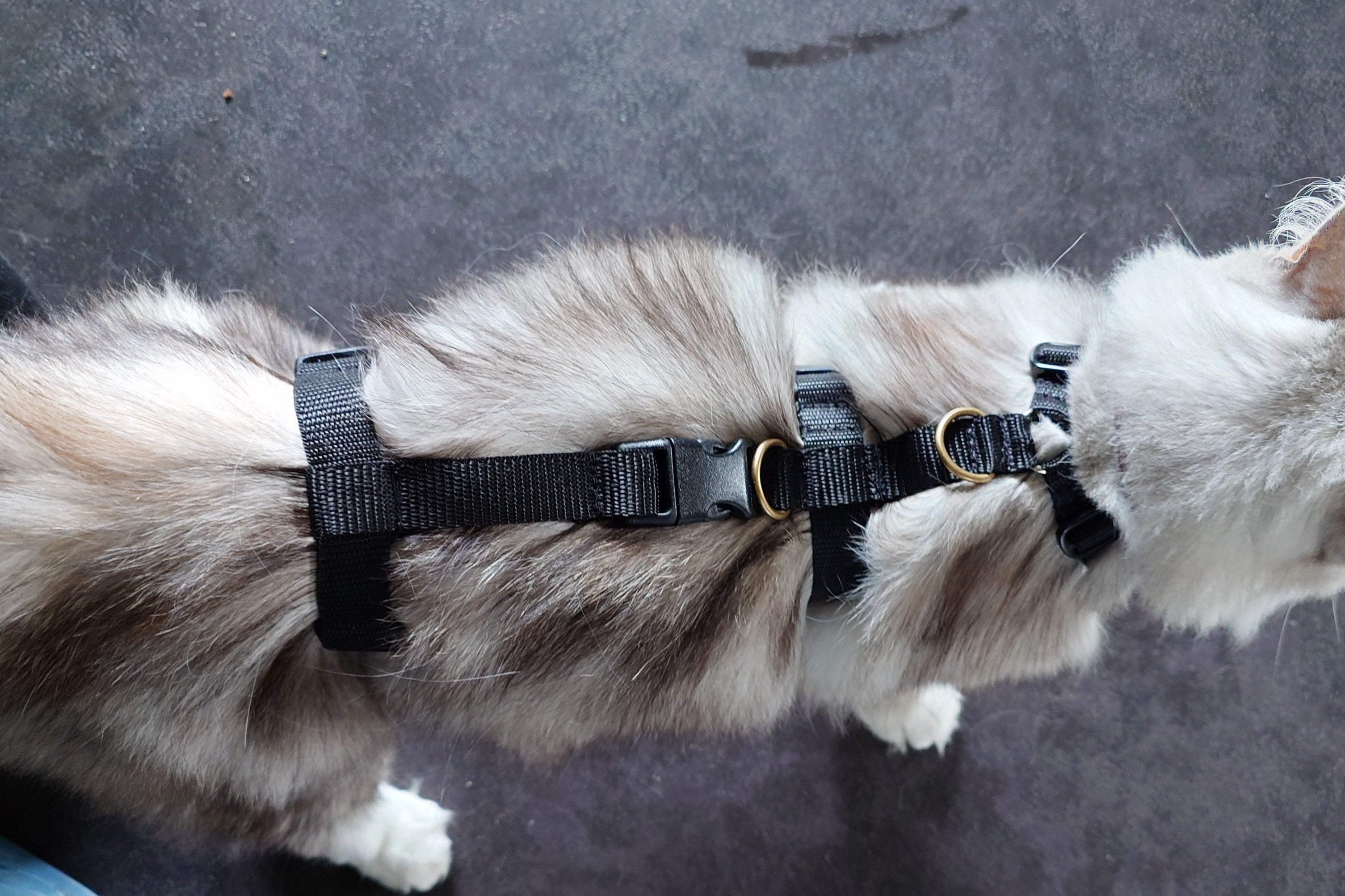 Sicherheitsgeschirr nach für Hund und Katze Maß