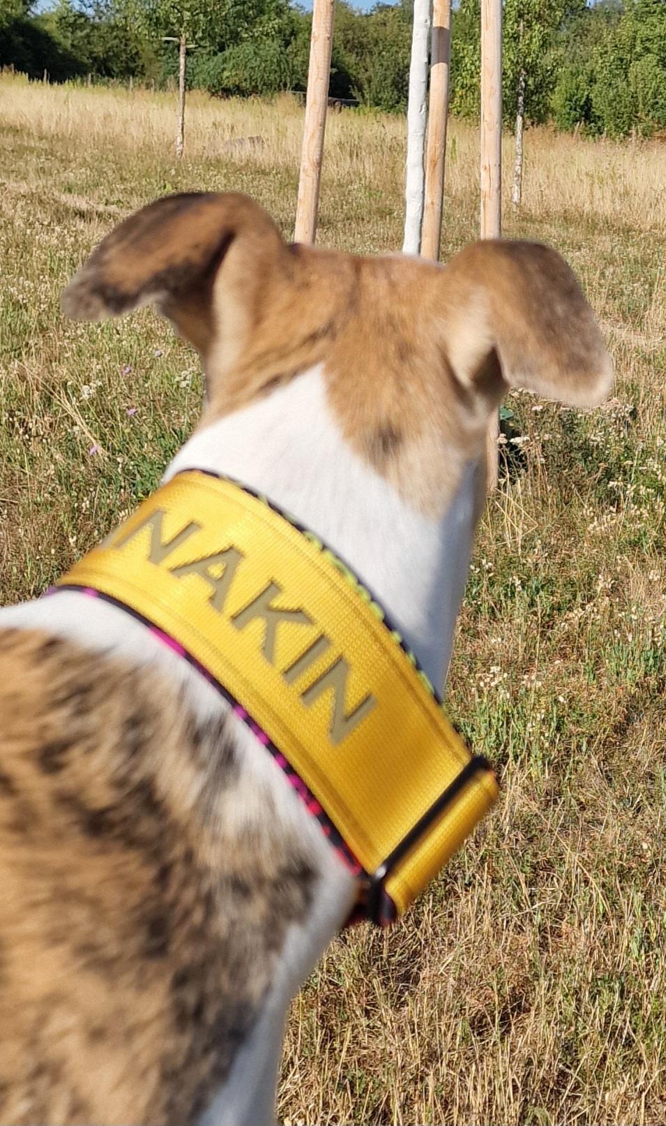 Hundehalsband mit Zugstopp "Comfort"