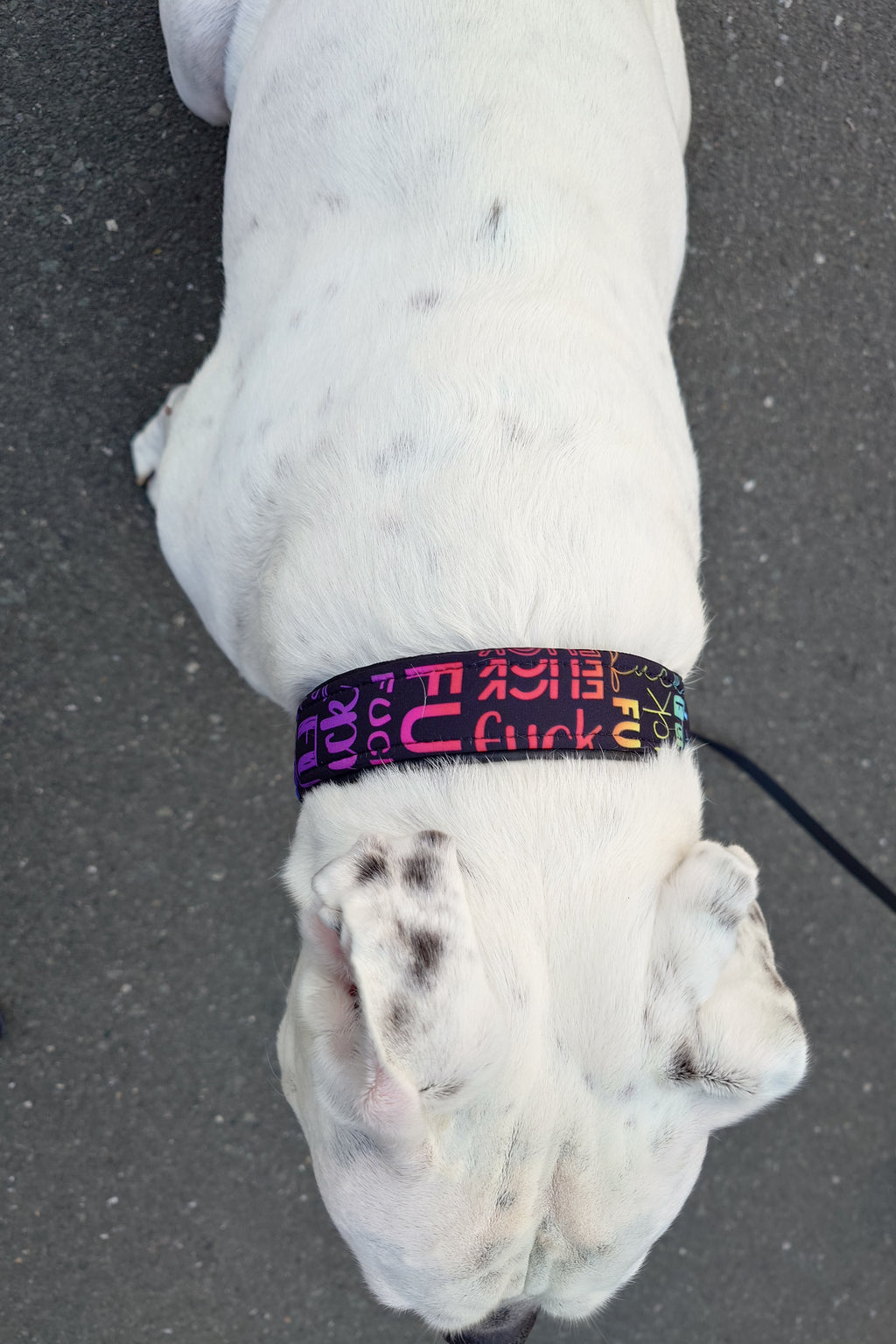Zugstopphalsband Hund