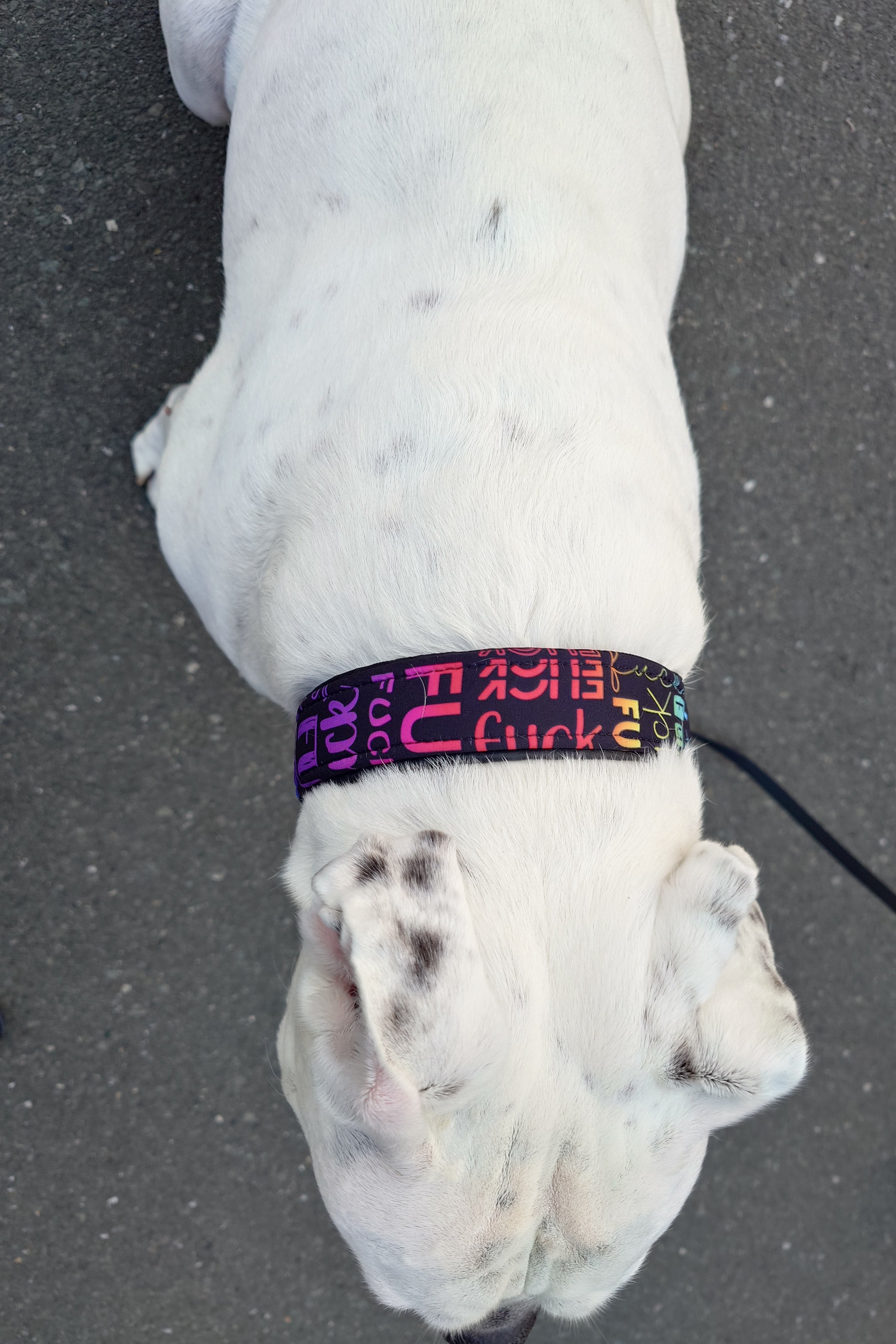 Zugstopphalsband Hund