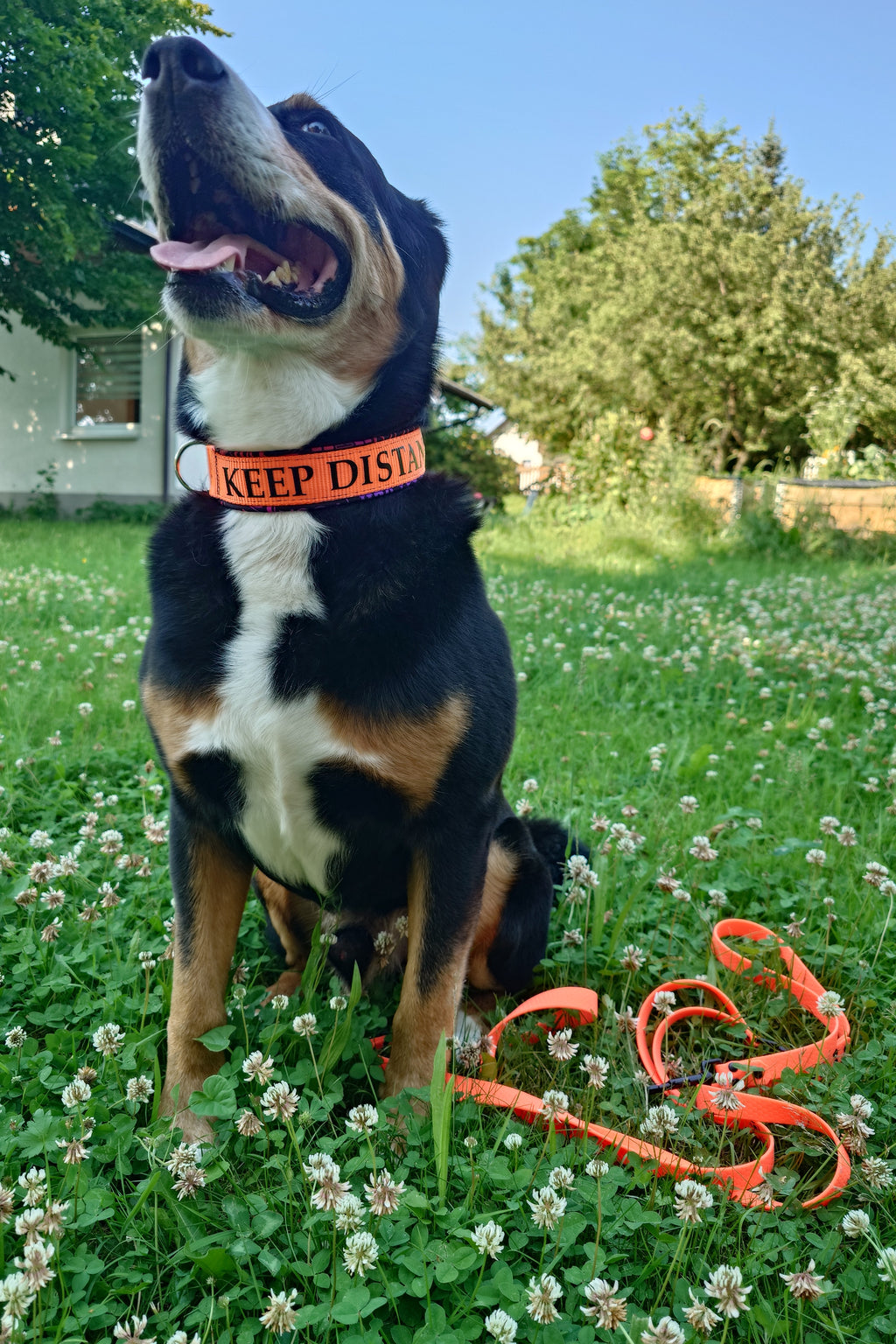 Zugstopphalsband Hund