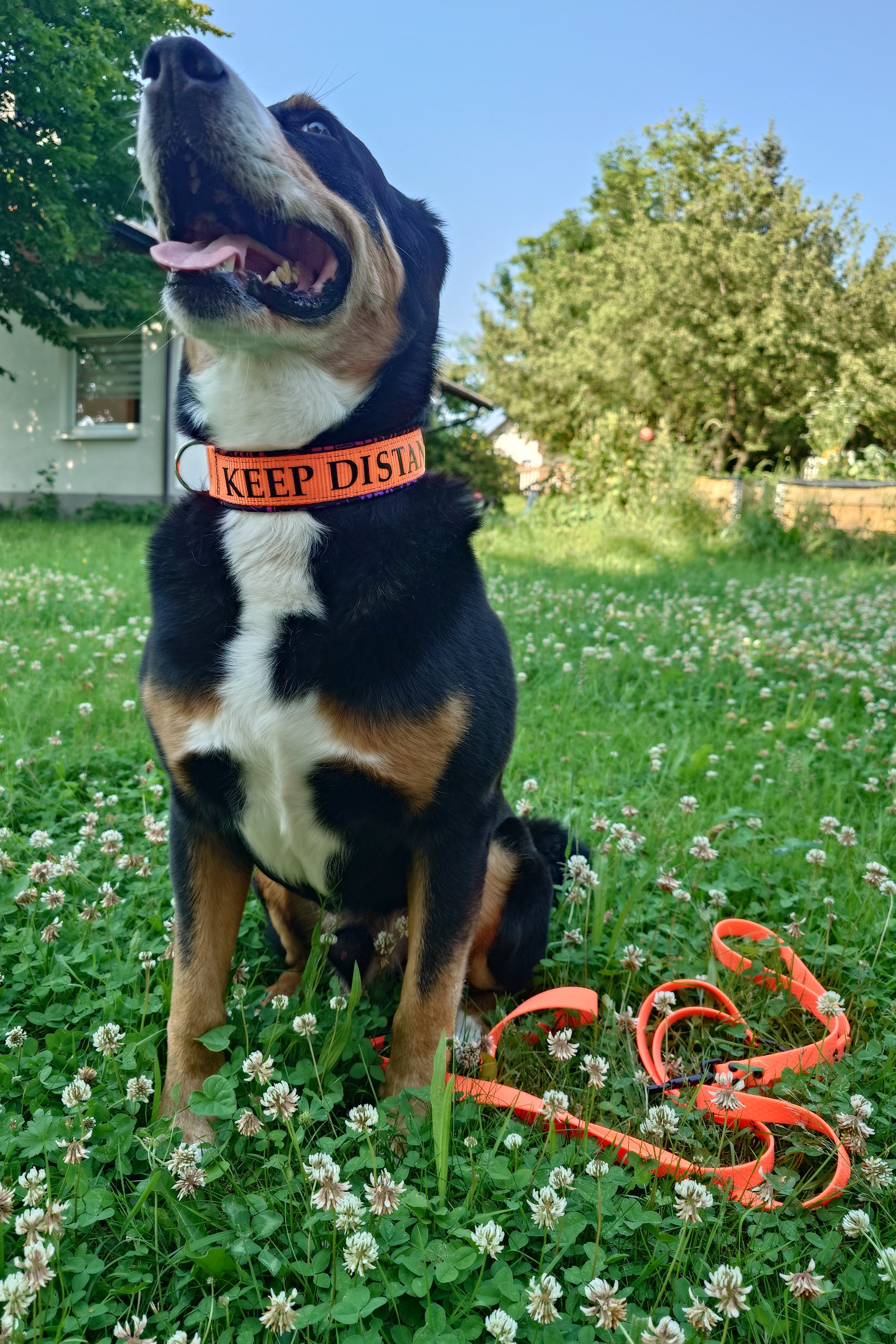 Zugstopphalsband Hund